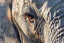 Close up of an African elephant (Loxodonta africana) eye showing long eyelashes, Sabi Sands Game Reserve, South Africa.