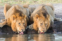 Two male African lions (Panthera leo) drinking at a waterhole, Sabi Sands Private Game Reserve, South Africa.
