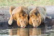 Two male African lions (Panthera leo) drinking at a waterhole, Sabi Sands Private Game Reserve, South Africa.