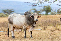 Borandomestic  cattle bull, Soysambu Conservancy, Kenya.