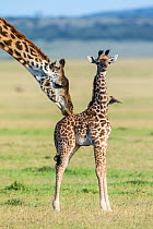 Masai giraffe (Giraffa camelopardalis tippelskirchi) female grooming her calf, surrounded by flies, Masai Mara Game Reserve, Kenya.