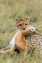 Cheetah (Acinonyx jubatus) killing a Thomson's gazelle (Eudorcas thomsonii), Masai Mara Game Reserve, Kenya.