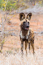 African wild dog (Lycaon pictus),  Motswari Game Reserve, South Africa.