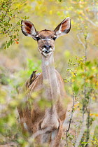 Greater kudu (Tragelaphus strepsiceros) female with Red-billed oxpecker (Buphagus erythrorhynchus), Sabi Sands Private Game Reserve, South Africa.