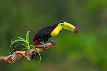 Keel-billed toucan (Ramphastos sulfuratus) adult  sitting on branch. North Costa Rica