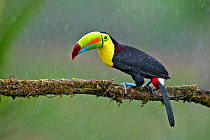 Keel-billed toucan (Ramphastos sulfuratus) adult male in rain. North Costa Rica.