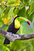 Keel-billed toucan (Ramphastos sulfuratus) adult sitting in rainforest tree. North Costa Rica.