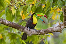 Keel-billed toucan (Ramphastos sulfuratus) adult   calling from rainforest tree. North Costa Rica.