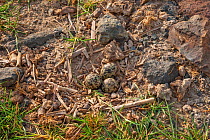 Spur-winged plover (Vanellus spinosus) nest and eggs in rough open grassland around the lake. Lake Bogoria,   Kenya