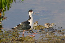 Black-necked stilt (Himantopus mexicanus) adult and three young,  two on floating weed and one underneath adult, buried in the brood patch. Wakodahatchee Wetlands, Florida, USA. May.
