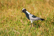 Blacksmith plover (Vanellus armatus) adult calling in  grassland. Showing spurs on carpal wing joints. Ndutu, Tanzania