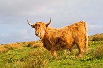 Highland cow bull, grazing on rough pasture. North Uist,  Outer Hebrides, Scotland.