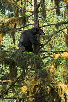 Black bear (Ursus americanus) climbing  high in a Sitka spruce tree, Anan Creek Observatory, Alaska, USA, July.