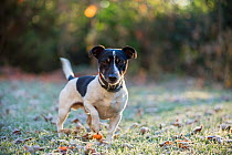 Smooth coated Jack Russell terrier 'Trotsky' playing in frosty garden, Bristol, UK