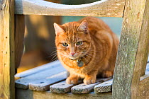 Domestic cat, ginger male  in garden Bristol, UK