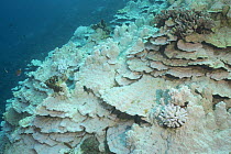 Plate and Pillar coral (Porites rus)  and Cauliflower coral (Pocillopora meandrina) bleached by warm sea temperatures during 2015 El Nino event, Honaunau Bay, Kona, Hawaii, USA.