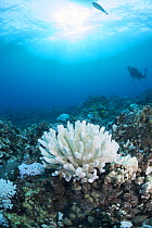 Bleached Antler coral (Pocillopora edouxi) with Arceye hawkfish (Paracirrhites arcatus) perched at bottom, Makako Bay, Keahole, Kona, Hawaii. Pacific Ocean.