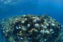 Bleached Antler coral (Pocillopora edouxi) at Lone Tree Arch, Kohanaiki, Kaloko, Kona, Hawaii Island, Hawaii, USA. Pacific Ocean.