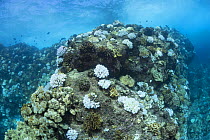 Bleached Antler coral (Pocillopora edouxi) at Lone Tree Arch, Kohanaiki, Kaloko, Kona, Hawaii Island, Hawaii, USA. Pacific Ocean.