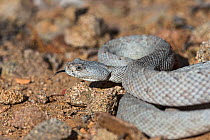 Rattleless / Isla Santa Catalina rattlesnake (Crotalus catalinensis) endemic, ashy grey phase, Santa Catalina Island, Baja California, Mexico, Critically Endangered