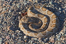 Rattleless / Isla Santa Catalina rattlesnake (Crotalus catalinensis) endemic, brown phase, Santa Catalina Island, Baja California, Mexico, Critically Endangered