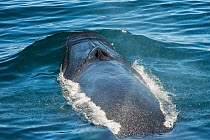 Bryde's / Tropical whale (Balaenoptera edeni) surfacing showing blow hole, Sea of Cortez, Gulf of California, Baja California, Mexico, October