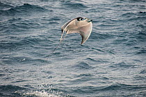 Munk's mobula ray / Devilray (Mobula munkiana) leaping out of the water, Sea of Cortez, Gulf of California, Baja California, Mexico, April