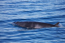 Common / Northern minke whale (Balaenoptera acutorostrata) surfacing, Pacific coast of Baja California, Mexico, February