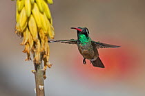 Xantus's / Xantu's hummingbird (Basilinna xantusii - previously Hylocharis xantusii) male flying to (Aloe vera) flower, Los Frailes, Baja California Sur, Mexico, February