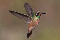Xantus's / Xantu's hummingbird (Basilinna xantusii - previously Hylocharis xantusii) male flying, Los Frailes, Baja California Sur, Mexico, February