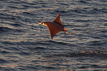 Munk's mobula ray / Devilray (Mobula munkiana) leaping out of the water, Sea of Cortez, Gulf of California, Baja California, Mexico, February