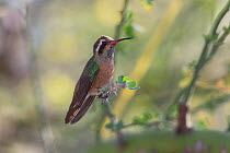 Xantus's / Xantu's hummingbird (Basilinna xantusii - previously Hylocharis xantusii) immature, Los Frailes, Baja California Sur, Mexico, February
