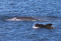 Blue whale (Balaenoptera musculus) surfacing alongside Short-finned pilot whale (Globicephala macrorhynchus) Sea of Cortez, Gulf of California, Baja California, Mexico, February