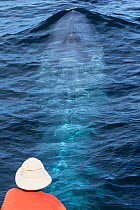 Blue whale (Balaenoptera musculus) person watching from boat, Sea of Cortez, Gulf of California, Baja California, Mexico, February, endangered species
