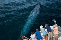 Blue whale (Balaenoptera musculus) people watching from boat, Sea of Cortez, Gulf of California, Baja California, Mexico, February, endangered species