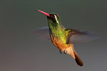 Xantus's / Xantu's hummingbird (Basilinna xantusii - previously Hylocharis xantusii) male flying, Los Frailes, Baja California Sur, Mexico, September