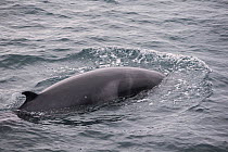 Common / Northern Minke whale (Balaenoptera acutorostrata) surfacing, Pacific coast of Baja California, Mexico, February