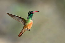 Xantus's / Xantu's hummingbird (Basilinna xantusii - previously Hylocharis xantusii) male flying, Los Frailes, Baja California Sur, Mexico, September