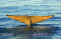 Blue whale (Balaenoptera musculus) fluking / diving, Sea of Cortez, Gulf of California,), Baja California, Mexico, February