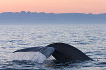 Blue whale (Balaenoptera musculus) fluking / diving, Sea of Cortez, Gulf of California,), Baja California, Mexico, March