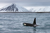 Type 1 North-east Atlantic Killer whale / Orca (Orcinus orca) male surfacing close to shore, Snaefellsnes Peninsua, western Iceland, January