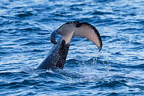 Type 1 North-east Atlantic Killer whale / Orca (Orcinus orca) lob-tailing at surface, Snaefellsnes Peninsua, western Iceland, January