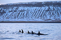 Type 1 North-east Atlantic Killer whales / Orca (Orcinus orca) pod surfacing close to shore, Snaefellsnes Peninsua, western Iceland, January