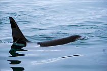 Type 1 North-east Atlantic Killer whale / Orca (Orcinus orca) surfacing, Snaefellsnes Peninsua, western Iceland, January