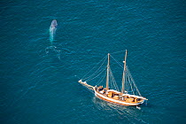 Blue Whale (Balaenoptera musculus)~Aerial - with whale watching boat - Endangered Species~Skjalfandi Bay, northern Iceland