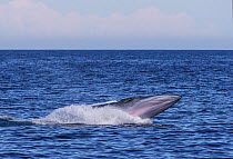 Bryde's / Tropical whale (Balaenoptera edeni) breaching, Sea of Cortez, Gulf of California, Baja California, Mexico