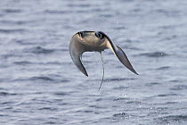 Munk's mobula ray / devilray (Mobula munkiana) leaping out of the water, Sea of Cortez, Gulf of California, Baja California, Mexico, Pacific Ocean, April