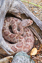 Rattleless / Isla Santa Catalina rattlesnake (Crotalus catalinensis) in brown phase, endemic to Santa Catalina Island, Baja California, Mexico, Critically Endangered