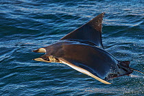 Munk's mobula ray / devilray (Mobula munkiana) leaping out of the water, Sea of Cortez, Gulf of California, Baja California, Mexico, Pacific Ocean, April