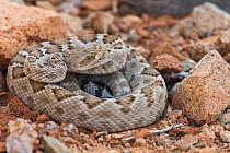Rattleless / Isla Santa Catalina rattlesnake (Crotalus catalinensis) in brown phase, endemic to Santa Catalina Island, Baja California, Mexico, Critically Endangered